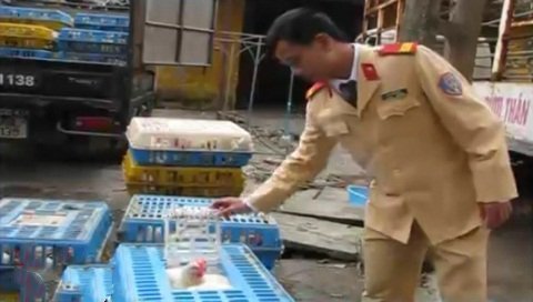 Thu giữ gần 1 tấn gà chưa qua kiểm dịch